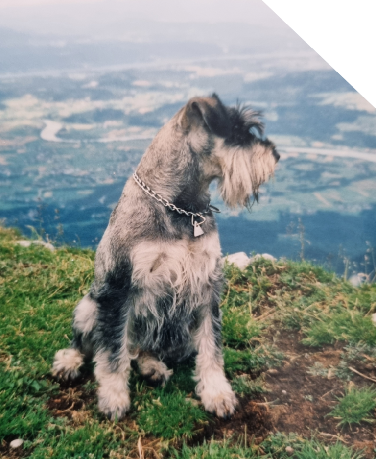Ota, Standard Schnauzer